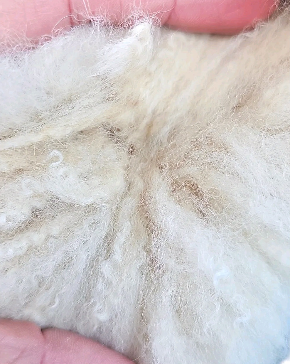 Close-up of the soft curly cream alpaca fur texture
